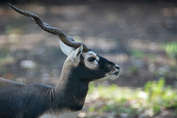 black buck antelope on the profile view