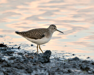 Sandpiper Bird Photo Stock. Close-up profile view walking on shoreline in the mud and water looking for food in its environment and habitat displaying brown feather, yellow legs and long beak.