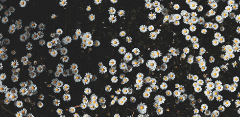 Close-up of white daisies. floral background. Vintage toned photograph.