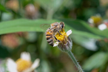 Bee eating in the flower