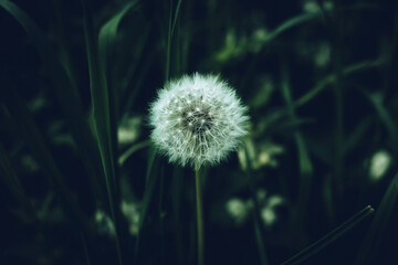 White fluffy dandelion flower head close-up against the blurred dark green grass in twilight. Cool floral background.