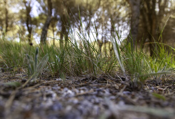 Green grass in a forest