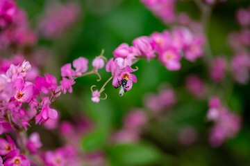 Fototapeta na wymiar Bee eating in the flower