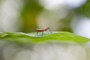 A little insect in a green leaf with a green background