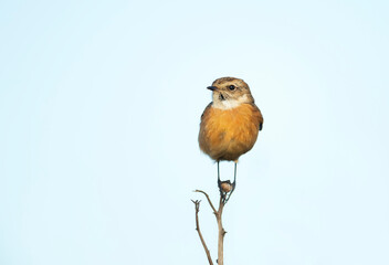 European stonechat perching against blue background