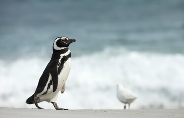 Magellanic penguin walking on a sandy beach © giedriius