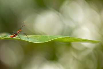 A little insect in a green leaf with a green background