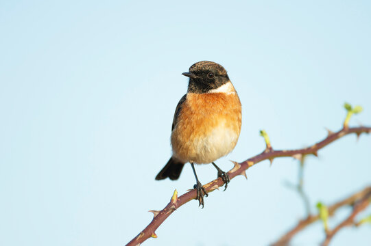 European stonechat perching on a branch against blue background