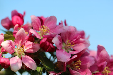 Macro photography of beautiful pink apple tree flowers with selective focus on the sky background for the banner
