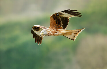 Close up of a Red kite in flight