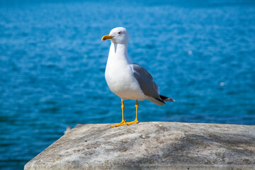 Naklejka premium Seagull Close-up standing on a seaside rock and turning its head towards camera