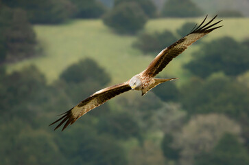 Close up of a Red kite in flight over trees