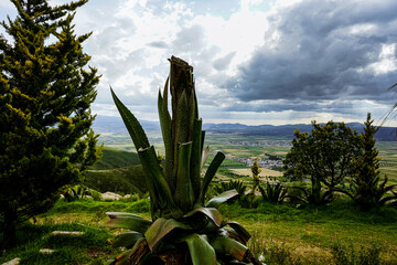 agave cactus in the desert