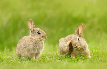 Close up of two cute little rabbits sitting in meadow