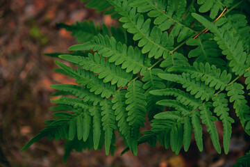 Blooming fern in spring. Beautiful photos and blooming young fern. Discreet, top view. discreet shadows.a magical photo of nature coming to life and a blooming fern