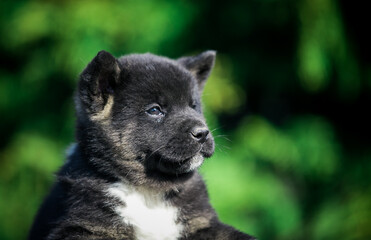 American akita cute puppy outside in the beautiful park. Akita litter in kennel photoshoot.	