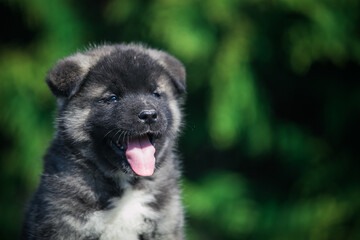 American akita cute puppy outside in the beautiful park. Akita litter in kennel photoshoot.	
