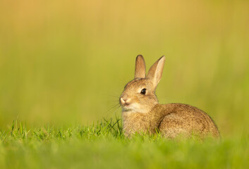Cute little rabbit sitting in grass in spring
