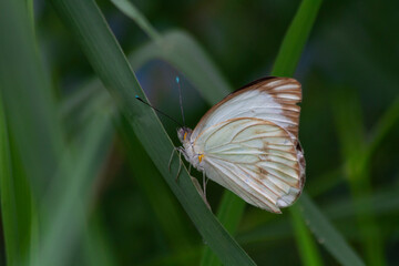 Little butterfly in the nature