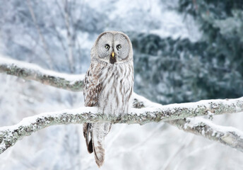 Great Grey Owl perched in a tree in winter