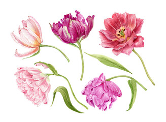 set of multicolored flowers tulips close-up. illustration watercolor hand painted