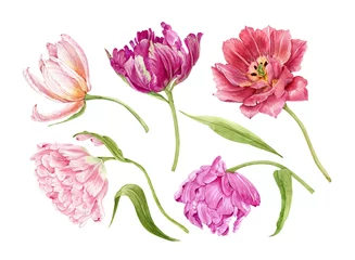 Fotobehang set of multicolored flowers tulips close-up. illustration watercolor hand painted © Lana