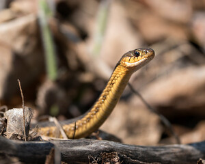 Snake Photo Stock. Snake head shot close-up profile view in its environment and habitat with a blur background. Image. Picture. Portrait.