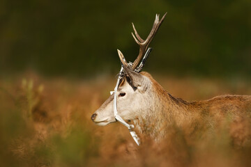 Red deer stag strangled by discarded window blind