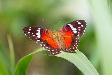 Fototapeta na wymiar Little butterfly in the nature