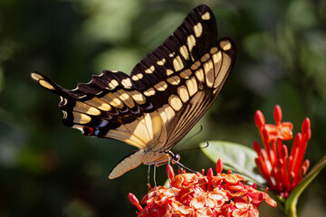 Heraclides thoas brasiliensis - Great and beautiful yellow and black butterfly of Brazil
