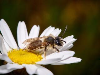 Abeja
