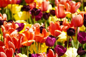 An assortment of colorful flowers in springtime.