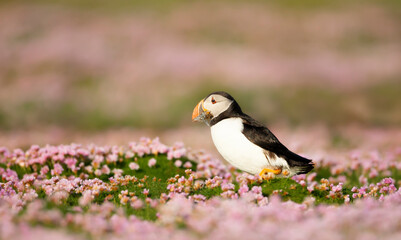 Atlantic puffin with sand eels in pink sea thrift flowers