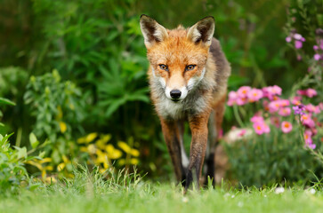 Close up of a red fox in summer