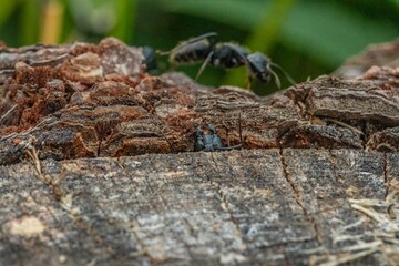 Black ant on foreground in the forest