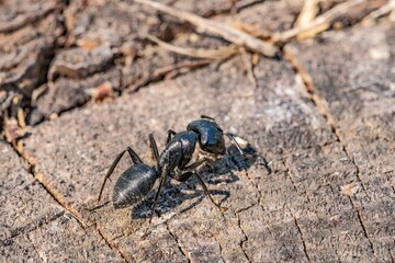 Black ant on foreground in the forest