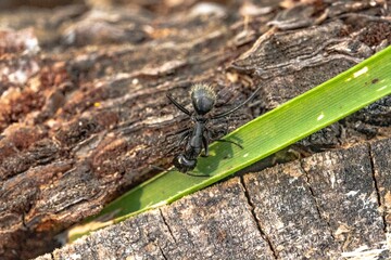 Black ant on foreground in the forest