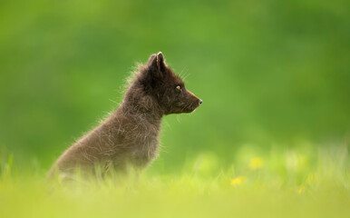 Close up of blue morph Arctic fox in a meadow