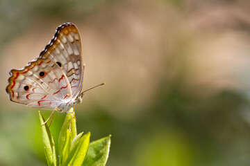 Little butterfly in the nature