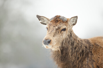 Close up of a Red deer having recently shed his antlers