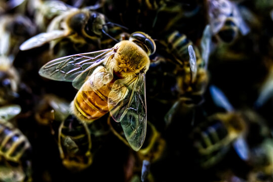 Honey-Bee Drone