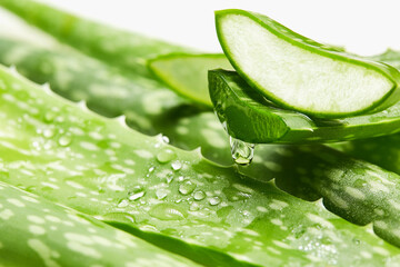 Aloe vera gel dripping from aloe vera slice.Organic Skin Care concept. Sliced Aloe Vera natural organic renewal cosmetics