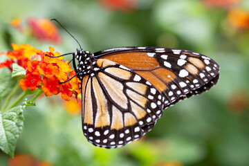 Fototapeta na wymiar Orange butterfly in the garden