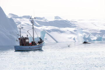 A boat swimming in arctic ocean with icebergs behind and with seagull and whale, Greenland © vladimir