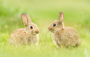 Close up of two cute little rabbits in meadow