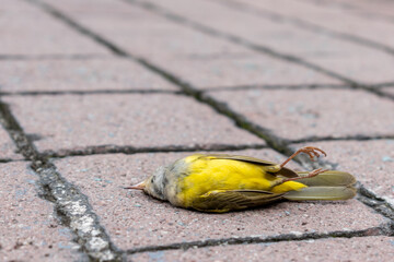 yellow bird dead