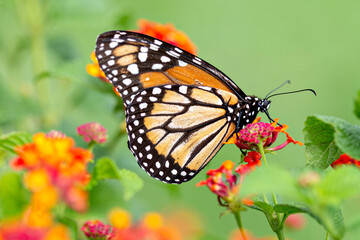 Orange butterfly in the garden
