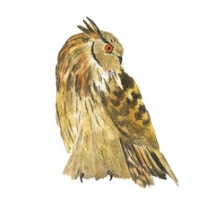 Eurasian eagle owl isolated on white background. Watercolor hand drawing illustration of sitting bird with brown and black feathers.