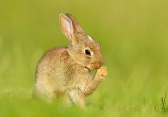Close up of a cute little rabbit sitting in grass in spring, UK.