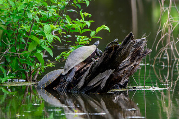 Group Of Turtles Perched On Log-1126